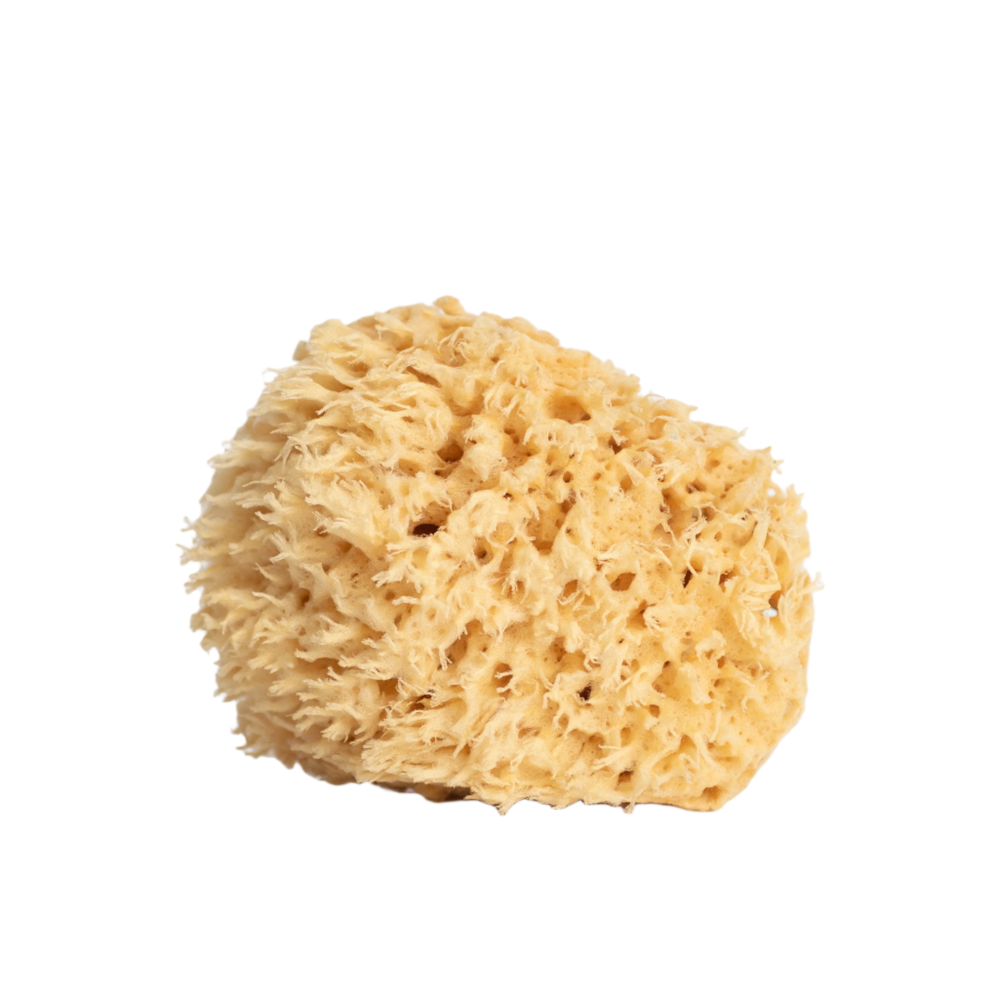 Natural sea wool body sponge for gentle exfoliation, soft texture ideal for sensitive skin, sustainable skincare sponge for daily use.
